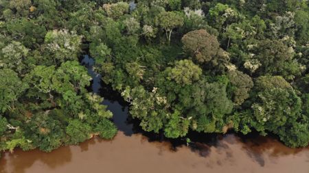 Aerial picture of blackwater near forested peatlands in the central Congo Basin.