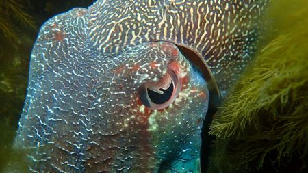 A close up image of a blue and brown iridescent cuttlefish next to some leafy green foliage. The cuttlefish's w-shaped pupil is seen in the center of the image. 