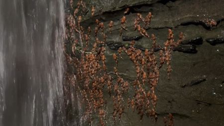 Bumblebee catfish climbing a wall behind a waterfall.