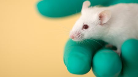 A close up image of a white mouse with red eyes and a pink nose sitting in a right hand wearing a green latex glove, all against a tan background