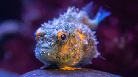 A small, cute, exotic Pacific Spiny Lumpsucker fish sits on a rock in the ocean.