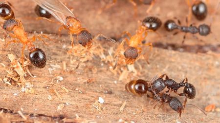 Nest of ants containing young, winged and wingless queens of the species, T. kinomurai (light brown) and dark brown T. makora hostworkers.