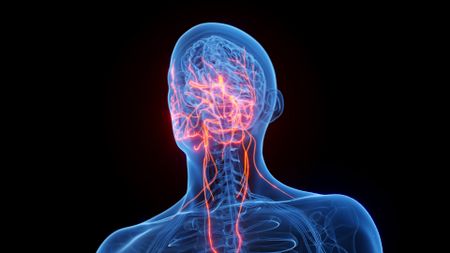 An illustration of a 3D transparent blue human body with red lines showing the nerves in the head and neck, with a blue human brain behind them